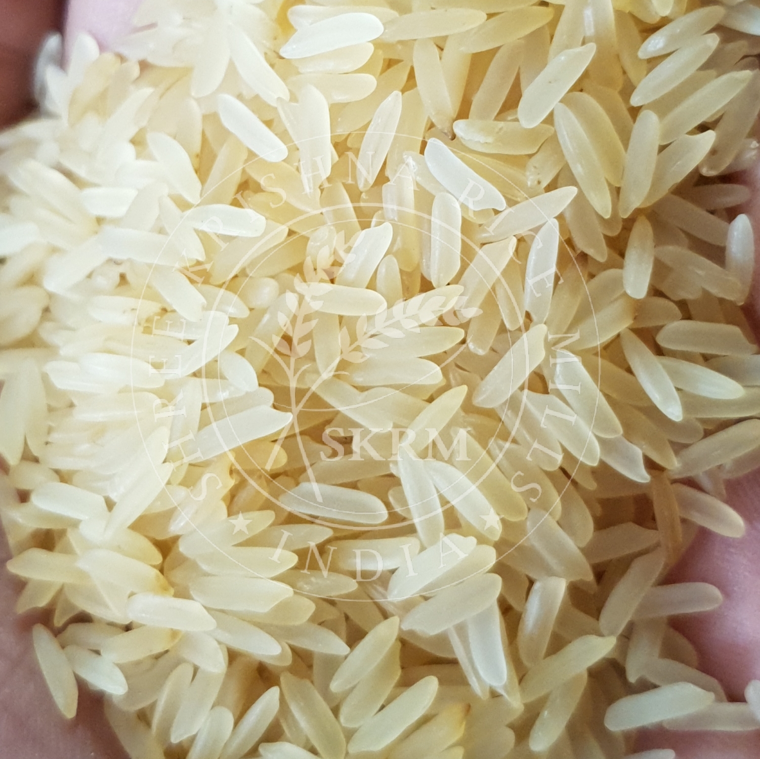 White Pr11 Golden Sella Non Basmati Rice