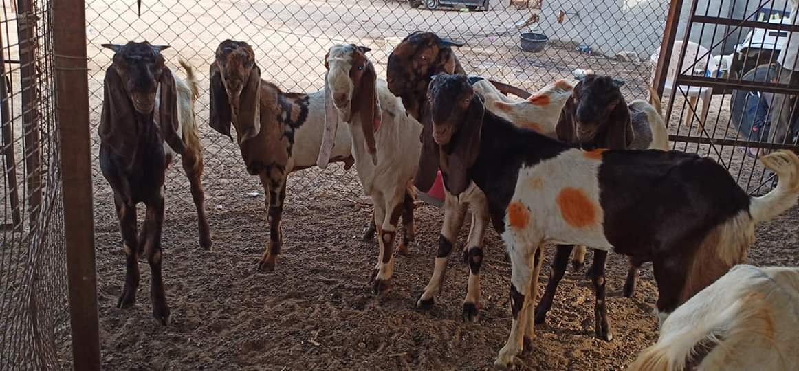 All Breed Available Eid Goats