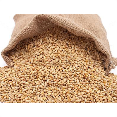 White Wheat Flour Grade: Food Grade