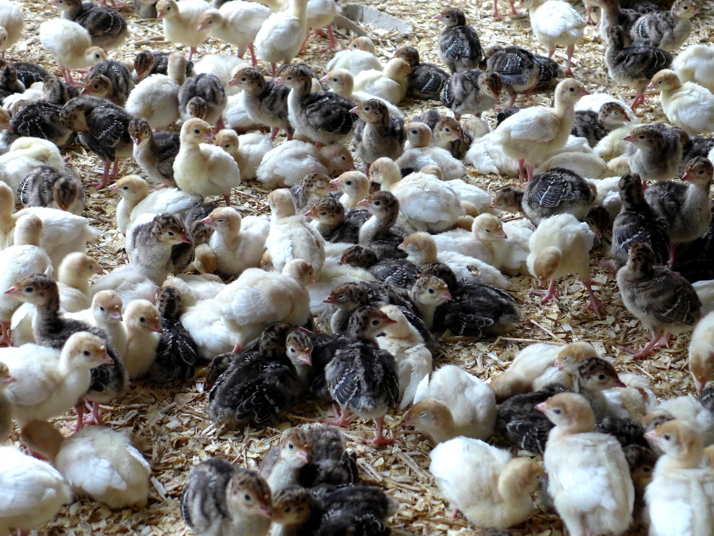 Turkey Chicks Grade: 1 St