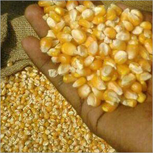 Yellow Corn Maize Grain