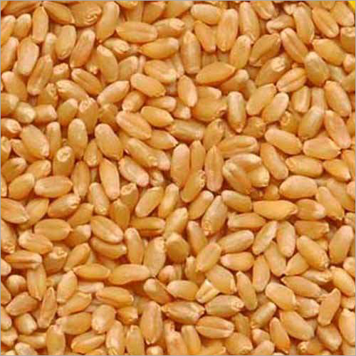 Organic Dried Wheat Grain - 99.9% Purity, 12-18% Moisture, 1 Year Shelf Life