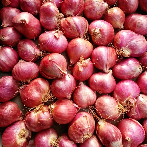 गोल पोडिसु हाइब्रिड शैलोट प्याज