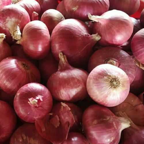 लाल प्याज