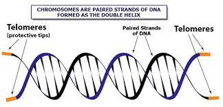 Telomere Diagnose And Repair