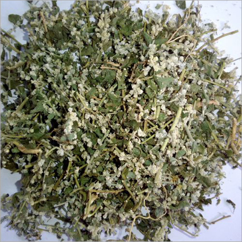 Pola Pola Extract Age Group: For Children(2-18Years)