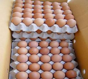 Top Quality 100% Fresh Table Brown / White