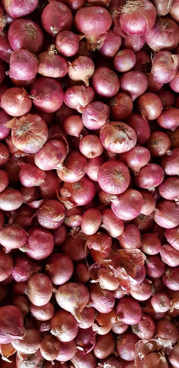Big Red Onion Shelf Life: 2 To 3 Months