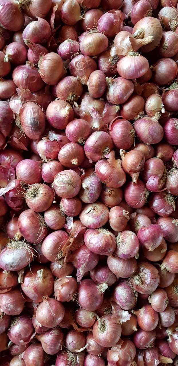 Big Red Onion Shelf Life: 2 To 3 Months