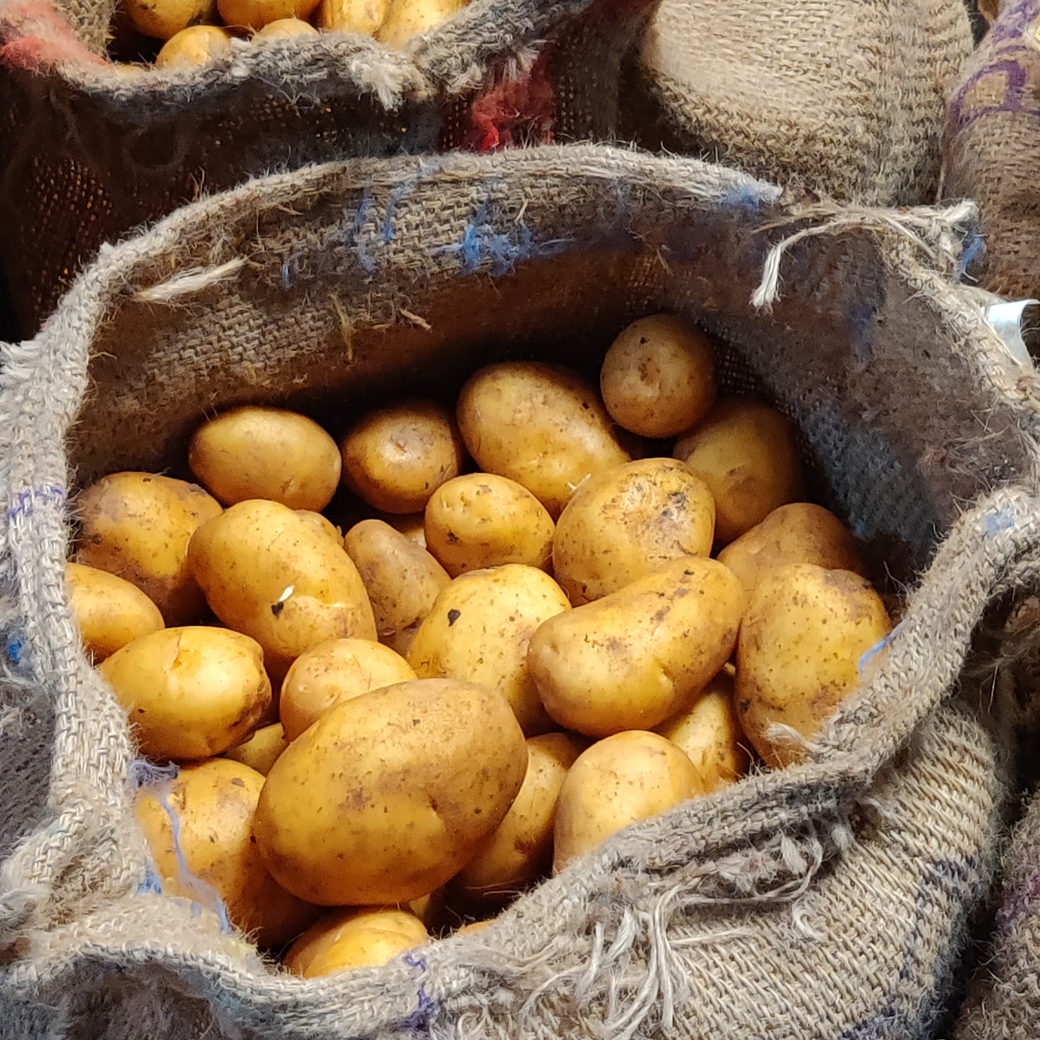 Yellow A Grade Potato Shelf Life: 2 To 3 Months