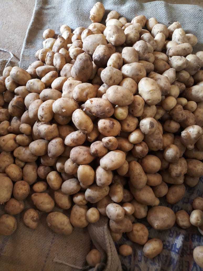 Yellow A Grade Potato Shelf Life: 2 To 3 Months