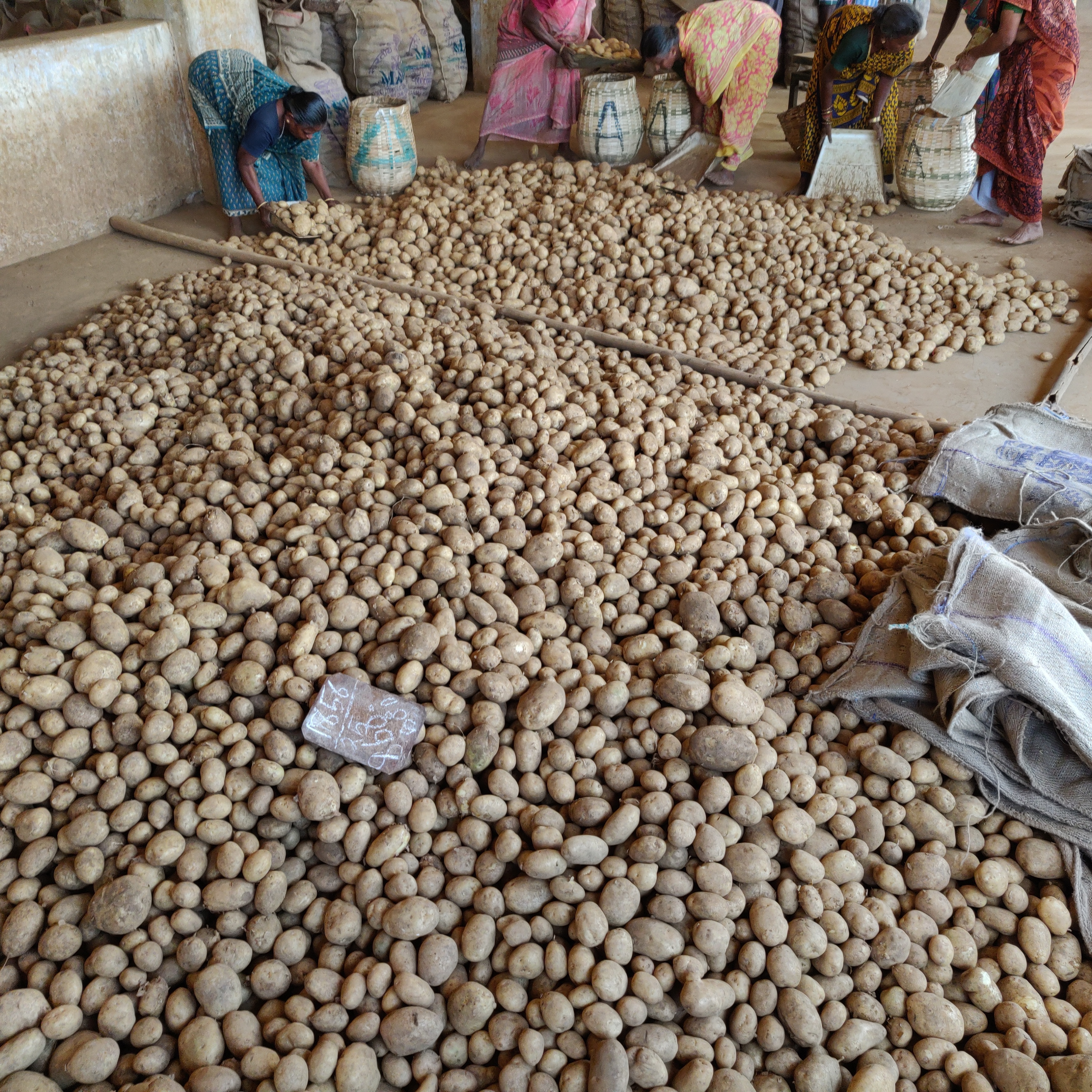 Yellow A Grade Potato Shelf Life: 2 To 3 Months