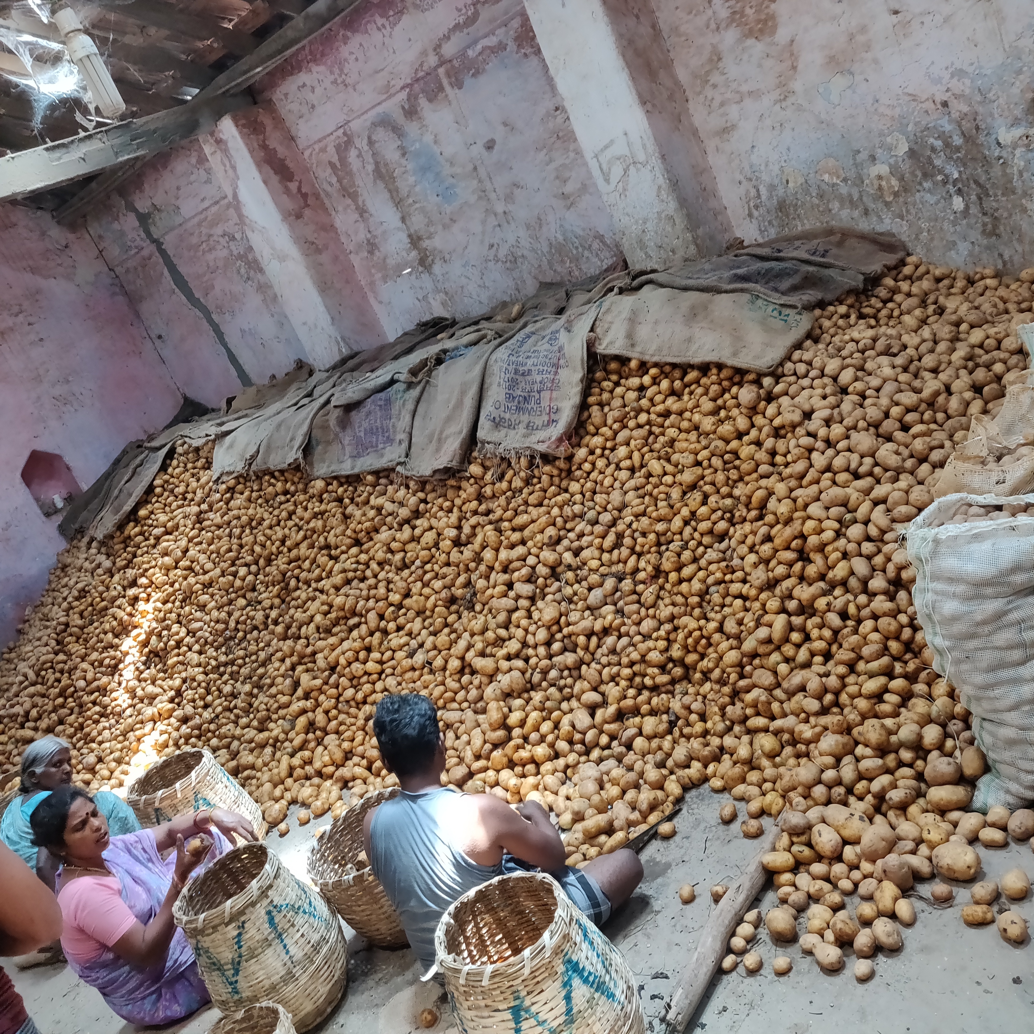 Yellow A Grade Potato Shelf Life: 2 To 3 Months