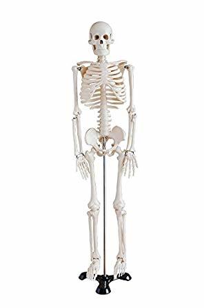 Mini Skeleton (Fibre Models)