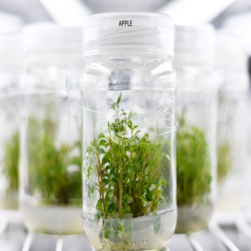 Tissue Culture Apple Plant