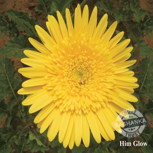 Tissue Culture Gerbera Plant