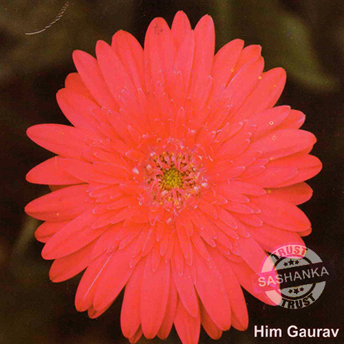Tissue Culture Gerbera Plant