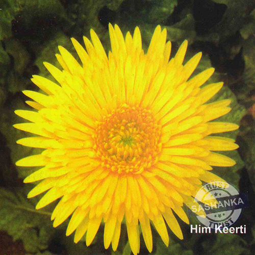 Tissue Culture Gerbera Plant