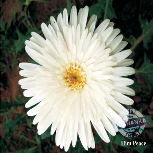 Tissue Culture Gerbera Plant