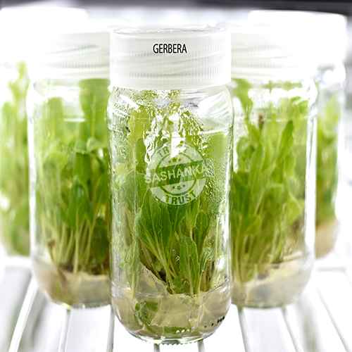 Tissue Culture Gerbera Plant