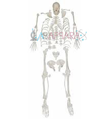 Disarticulated Skeleton (Fibre Models)