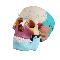 Life Size Coloured Skull (Fibre Glass Model)