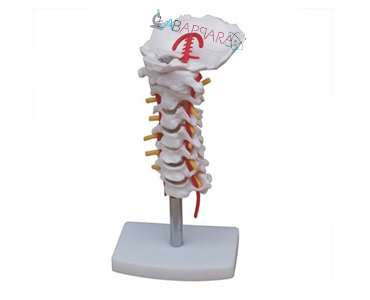 Cervical Vertebral Column With Neck Artery (Model)