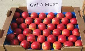 Fresh Red Gala Apples