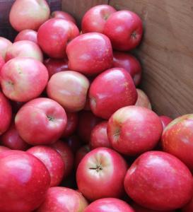 Fresh Apples ( Fuji, Gala, Red, Golden Delicious