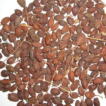 Neem Fruit Grade: 1 Grade