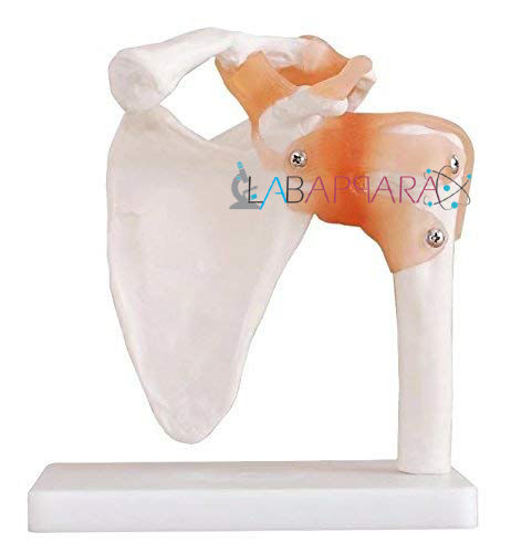 Shoulder Joint (Model)