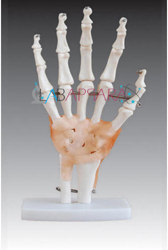 Life-Size Hand Joint with Ligaments (Model)
