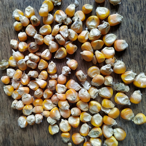 Maize - High Protein Content, Yellow Color | Ideal For Human Consumption & Animal Feed, 6 Months Shelf Life