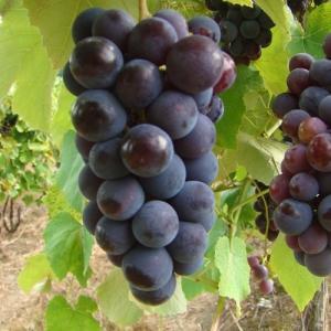 Fresh Grapes