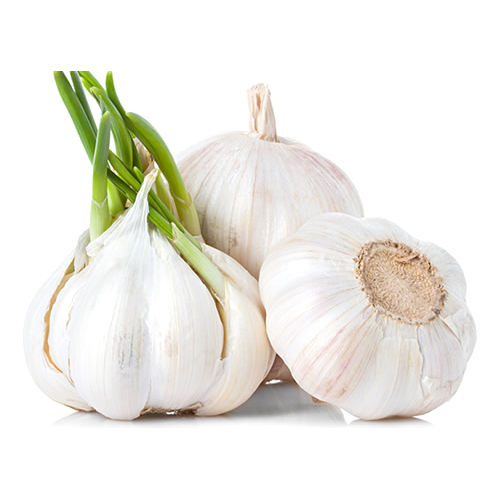 Garlic