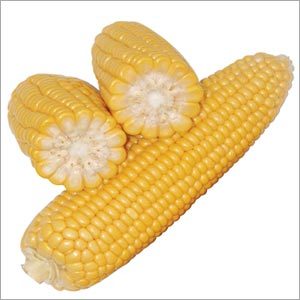 मक्का
