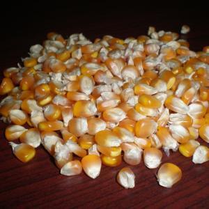 Yellow Corn (Maize)