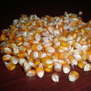 Grade A Yellow Corn / White Maize (Non Gmo