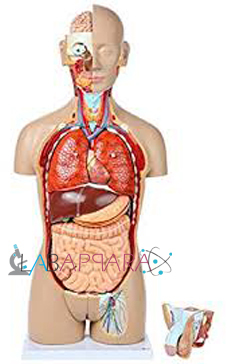 Human Torso Small (23 parts) (Model)