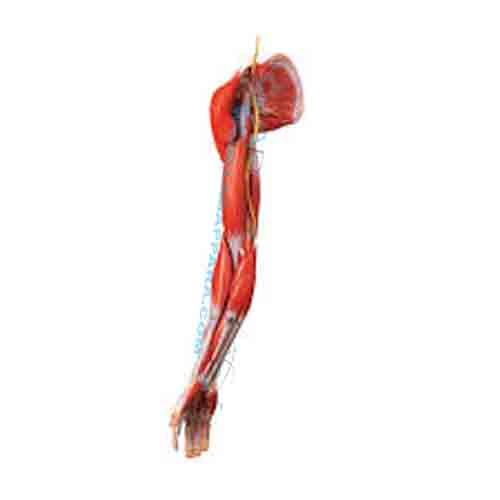 Muscles Of Arm With Main Vessels And Nerves (Model)
