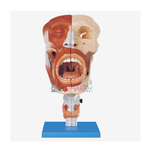 Nasal, Oral, Pharynx & Larynx Cavities (Model)