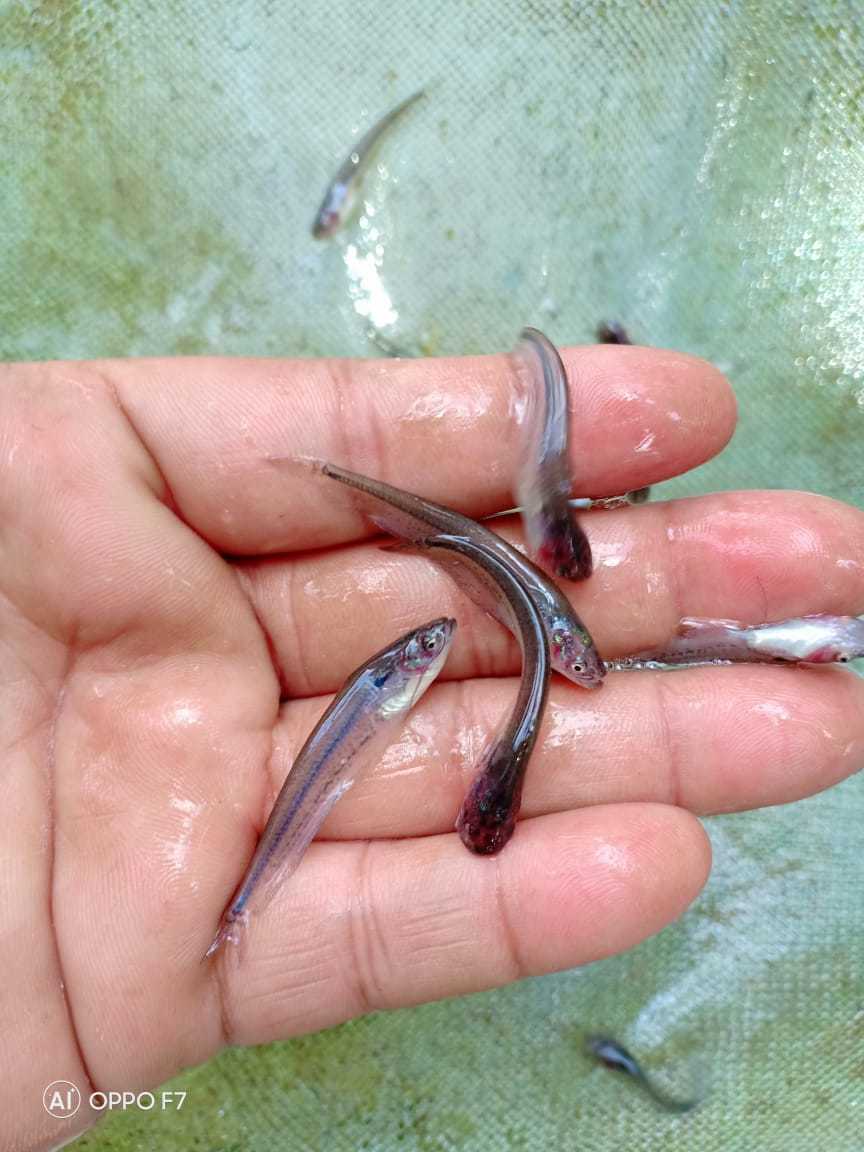 Pabda Fish Seed - Material As Per Requirements, Size As Per Requirements | Versatile Shape Suitable For Aquaculture And Fish Breeding