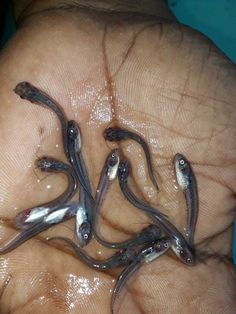 Pabda Fish Seed - Material As Per Requirements, Size As Per Requirements | Versatile Shape Suitable For Aquaculture And Fish Breeding