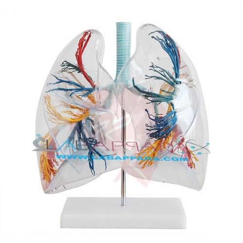 Model Of The Transparent Lung Segment (Model)