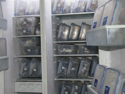 Lapatinib/lapatinib Ditosylate