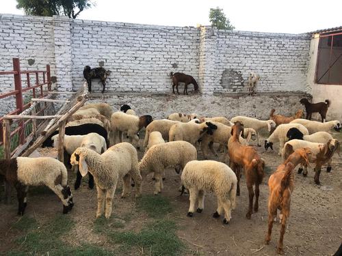 जिंदा भेड़