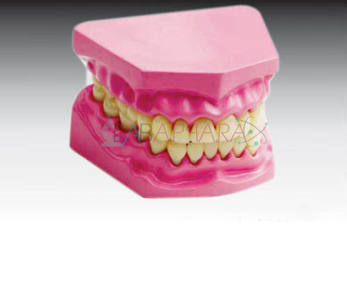 Dental Model Small