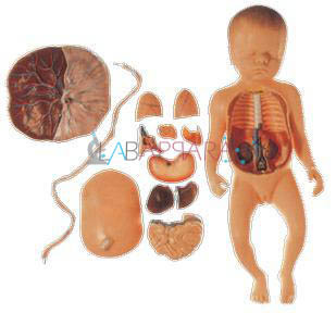 Fetus with Viscera and Placenta (Model)