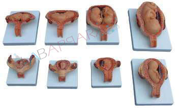 The Development Process of Fetus (Half Size)