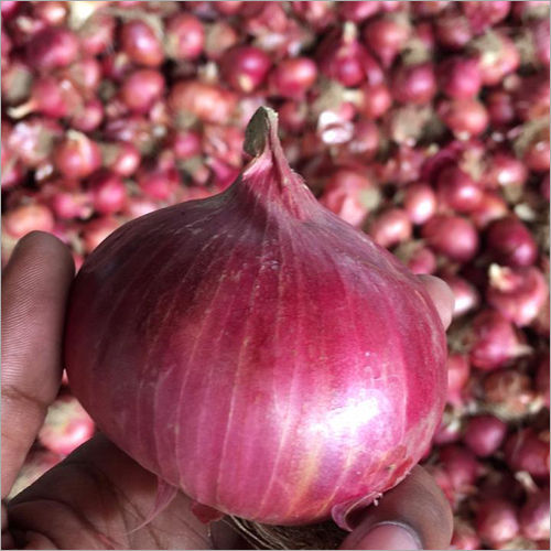 Organic Red Onion Vegetable Part: Root